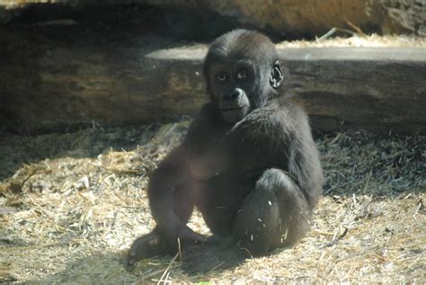 Baby Western Lowland Gorilla - ZooChat