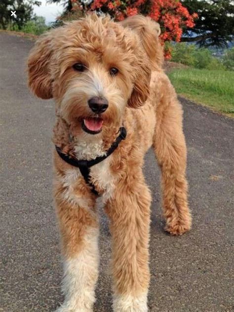 Goldendoodle | Poodle cross breeds, Goldendoodle puppy, Labradoodle dogs