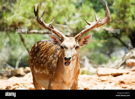 Israel Carmel Mountains Persian Fallow Deer Dama dama Mesopotamica Stock Photo - Alamy