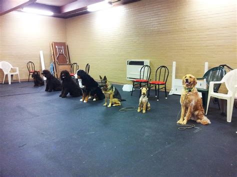 Dog Training Classes near Seattle - Academy of Canine Behavior Bothell