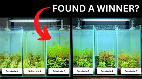 Best Aquarium Substrate: Enhance Your Tank's Health & Beauty - Aquariuman