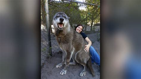 Photo of giant wolf dog at Florida sanctuary goes viral - WSVN 7News | Miami News, Weather ...