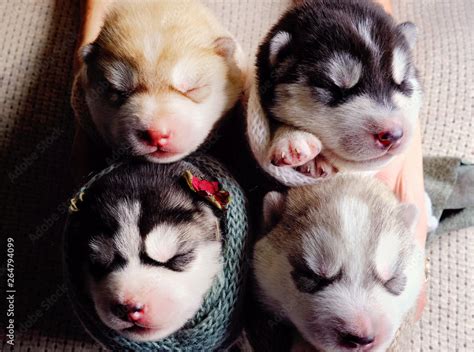 Newborn Siberian Husky