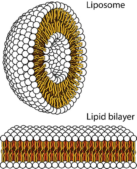 Liposome structure to help visualise that lipid bilayers form spherical ...