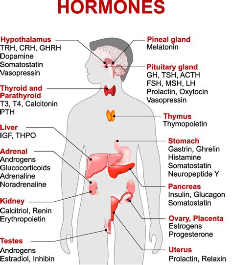 Endocrine System and Hormones