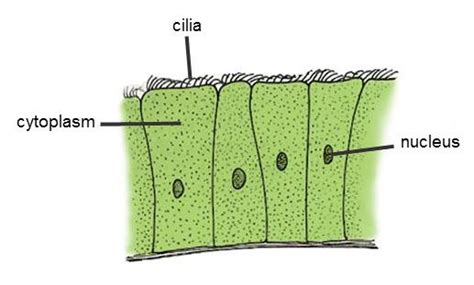 Compare and Contrast Key Features of Cell Specialisation Worksheet - EdPlace