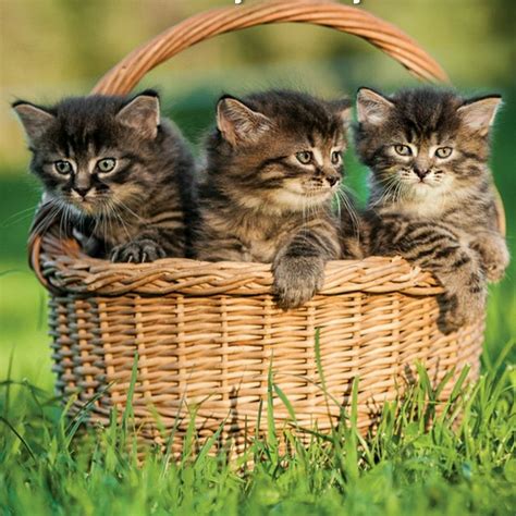 Adorable Kittens in a Basket