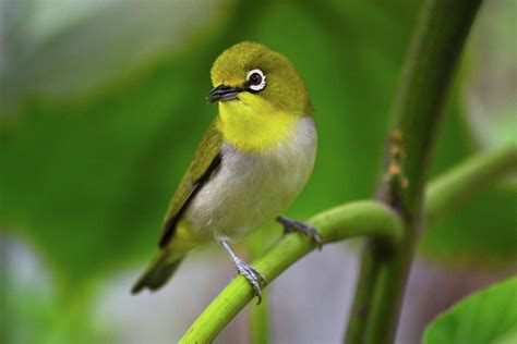 Posing Japanese White-Eye Bird Photograph by Krista Russell