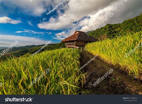 Rice paddy fields on sunset at Chiangmai, Thailand. | Rice paddy, Stock photos, Sunset