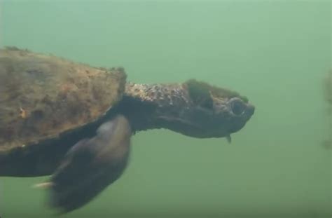 Mary River Turtle Added to Endangered Reptile List