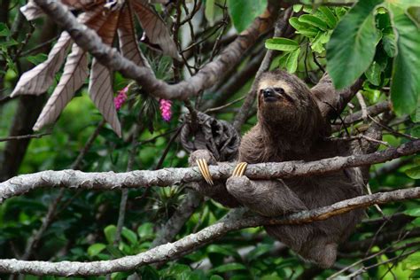 Amazon Rainforest Sloth - Thinkjungle.com