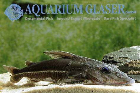 Nemadoras elongatus - Aquarium Glaser GmbH