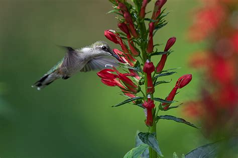 How to Feed a Hummingbird Part II: Flowers & Nectar