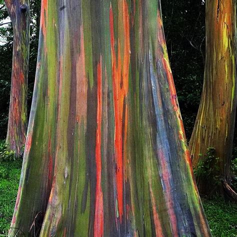 1000 Eucalyptus Deglupta Seeds. Rainbow Eucalyptus Seeds - Etsy Australia