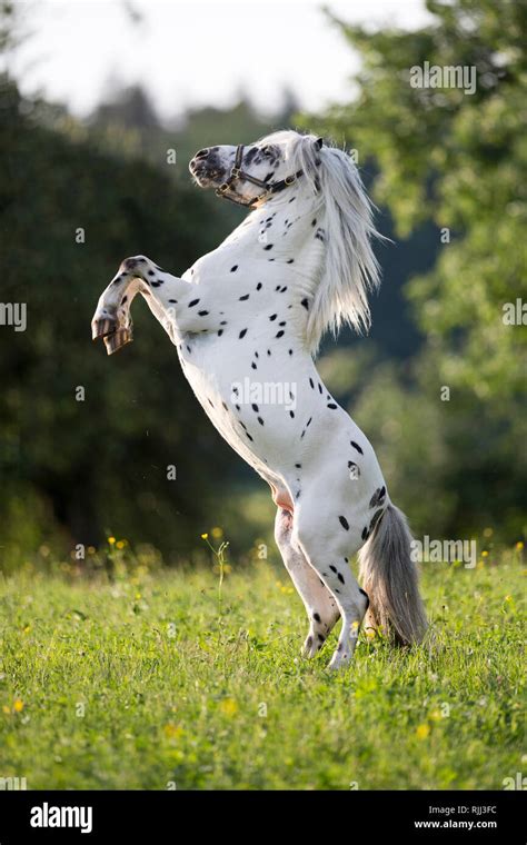 Appaloosa horse rearing hi-res stock photography and images - Alamy