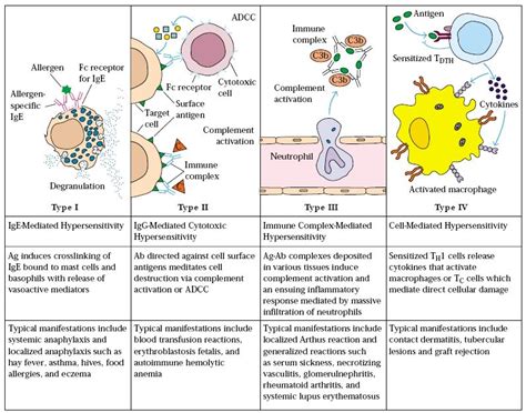 Immune-mediated allergic reactions | Medical laboratory science, Medical school studying ...