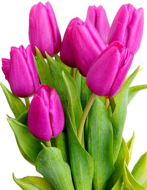 Violet tulips stock photo. Image of floral, beauty, color - 4460016