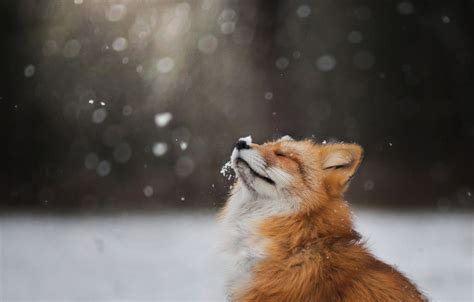 Winter Foxes Wallpapers - Wallpaper Cave