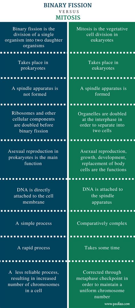 Difference Between Binary Fission and Mitosis (With images) | Types of neurons, Mitosis, Neurons