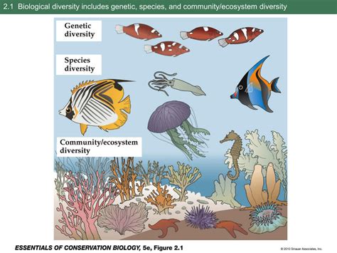 2.1 Biological diversity includes genetic, species, and community/ecosystem diversity