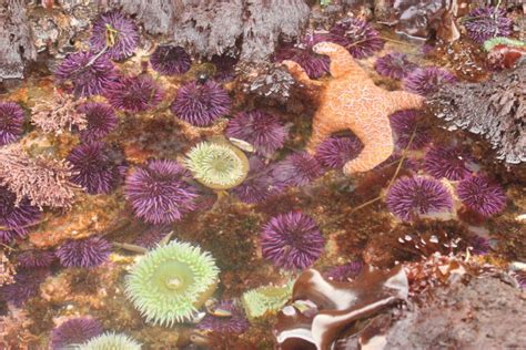 Rocky intertidal – Oregon Conservation Strategy