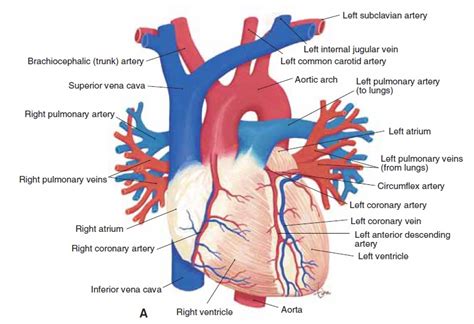 Heart Chambers-Vessels and Valves - EroFound