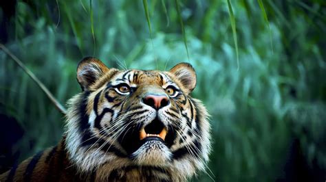 Closeup View Of Tiger In Blur Jungle Background 4K HD Jungle Wallpapers | HD Wallpapers | ID #62659