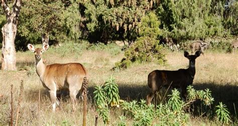 Bale Mountains National Park -A Photographic Safari Adventure