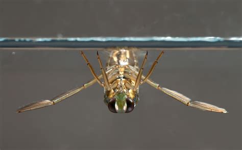 Water boatmen - Freshwater Habitats TrustFreshwater Habitats Trust