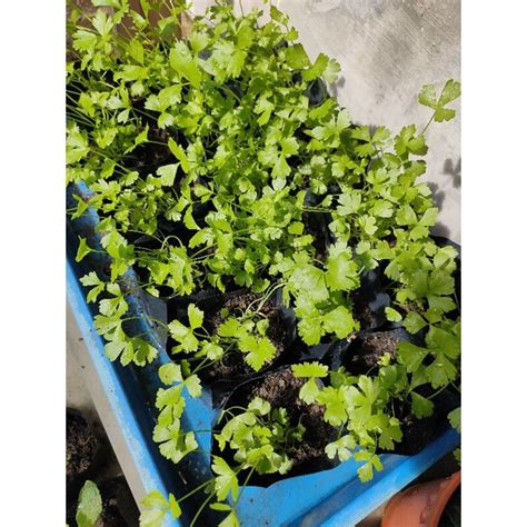 Daun sup ( anak pokok ) | Shopee Malaysia