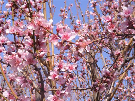 A peach tree in full blossom. | Peach trees, Fruit trees, Blossom