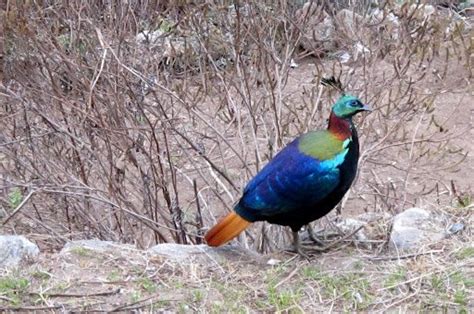 Danfe|Lophopherus|Nepal National Bird