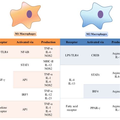 (PDF) Macrophage Polarization: Implications on Metabolic Diseases and ...