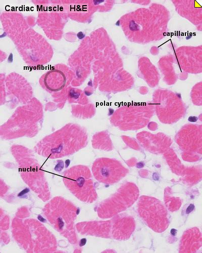 HM Practical - Cardiac Histology - Embryology