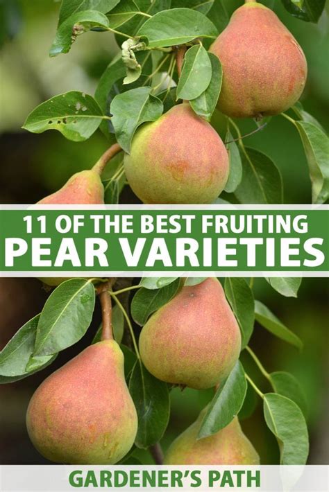 11 of the Best Fruiting Pear Varieties | Gardener’s Path