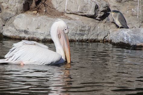 Burung Pelikan Malam Heron - Foto gratis di Pixabay - Pixabay