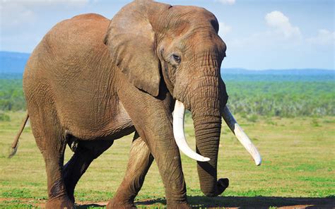 15 Elephant Facts for Kids | ChildFun