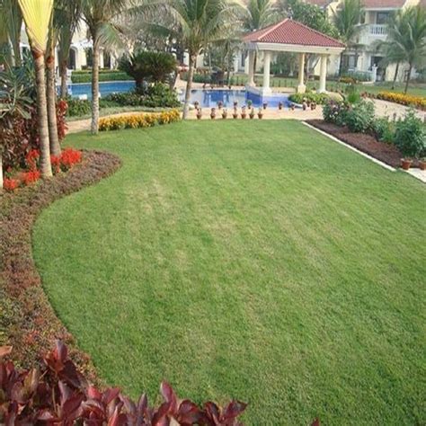 For Park Well Watered Natural Carpet Lawn Grass at Rs 5/sq ft in ...