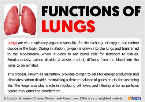 Functions of Lungs