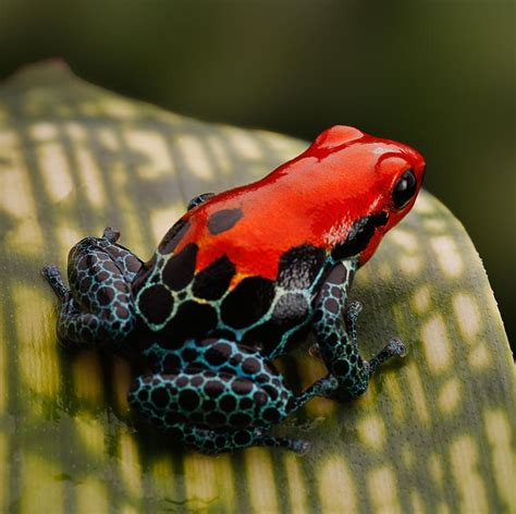 This beautiful but venomous Poison Dart Frog : r/pics