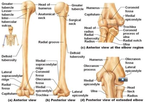 Humerus anatomy, humerus bone, humerus bone anatomy | Anatomy bones, Human anatomy and ...