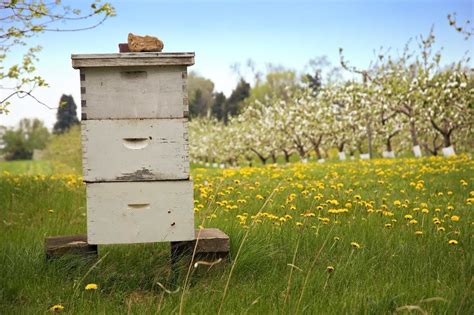 A digital beehive could warn beekeepers when their hives are under attack