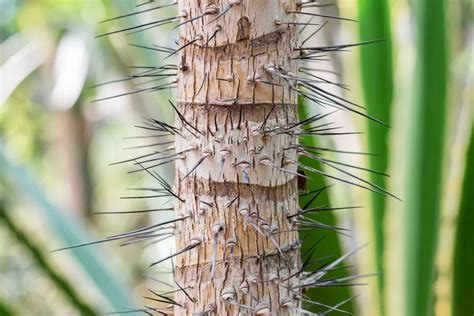 10 Trees With Spikes On Their Trunks - Crate and Basket