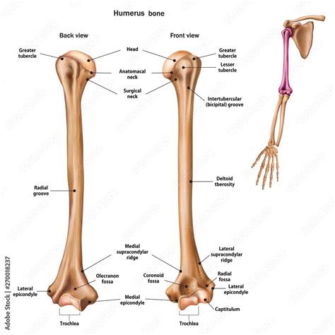 Stockvector Structure of the humerus bone with the name and description ...