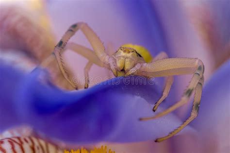 Crab spider on flower stock image. Image of leaf, macro - 116070695