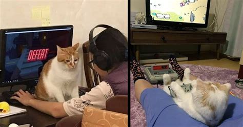 Priceless Pictures of Cats Playing Video Games - Memebase - Funny Memes