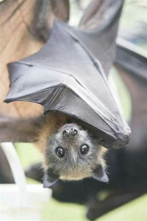 Pin by Brittney Driver on Animals | Bat species, Cute bat, Bat photos