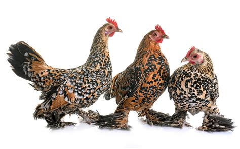 Booted Bantam Chickens | Booted Bantam For Sale | Chicken Breeds