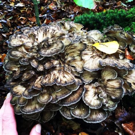 Hen of the Woods – Identification, Edibility, Distribution, Medicinal Uses, Ecology, Sustainable ...