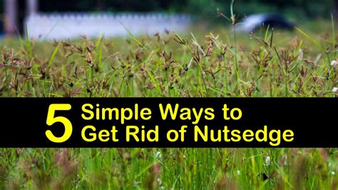 How To Get Rid Of Nutgrass In My Garden - Garden Likes